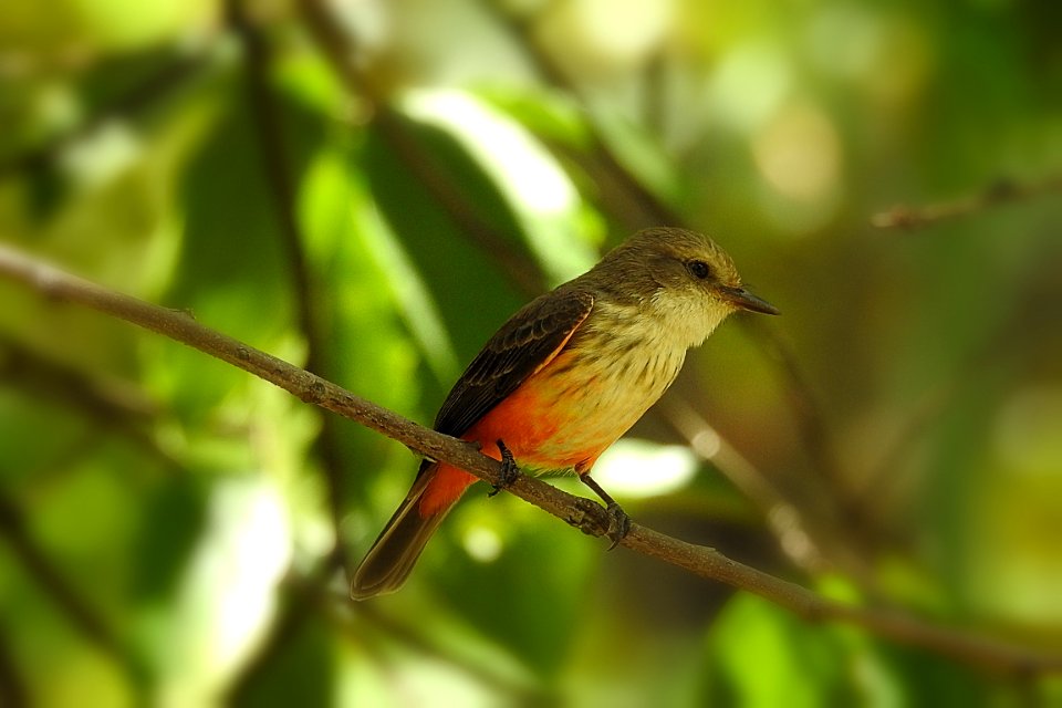 Pyrocephalus rubinus