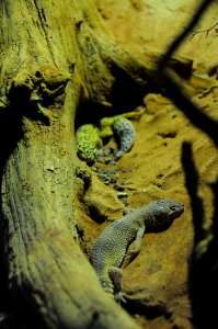 Geckos