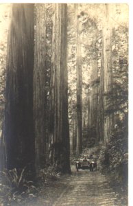 Old Puncheon Road near Crescent City, about 1910
