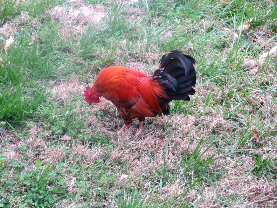 fauna rooster