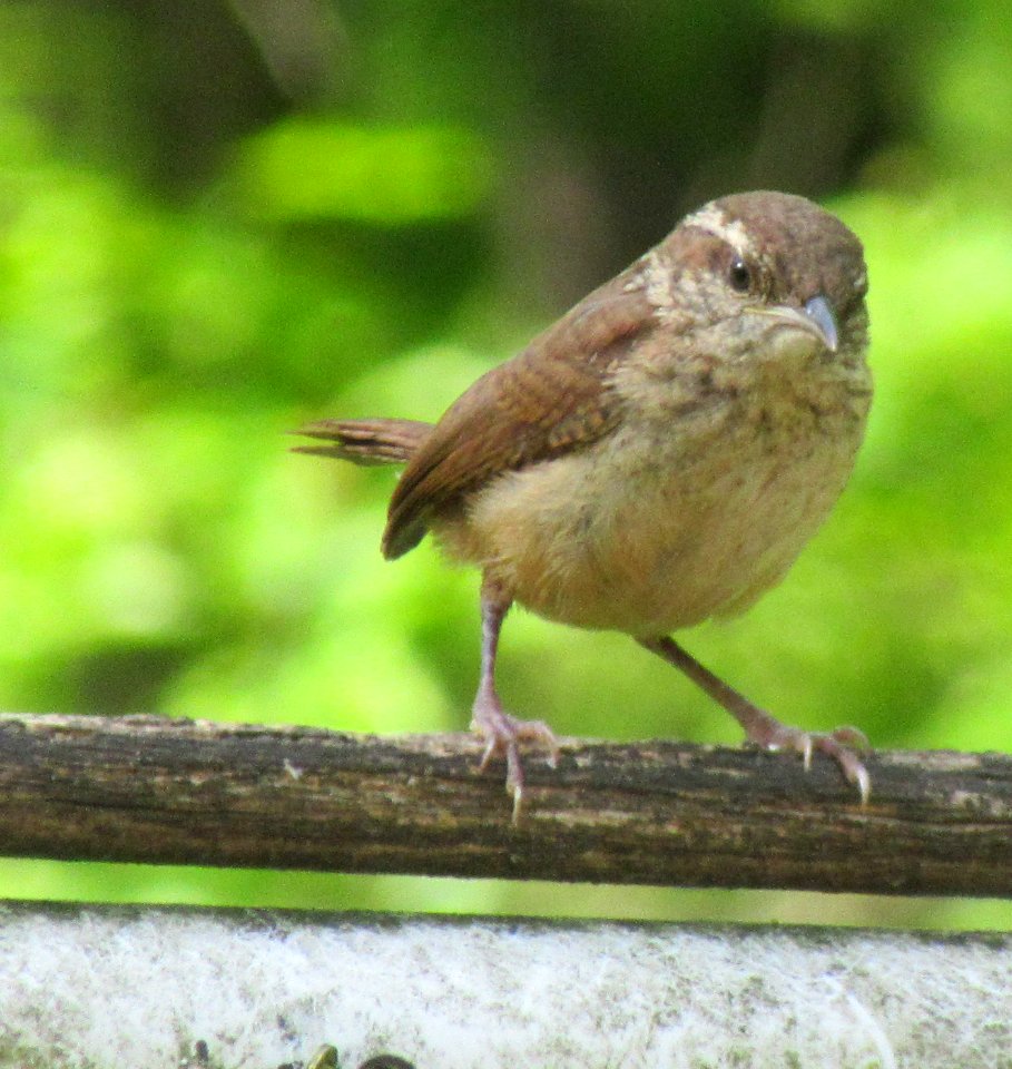 Young Carolina Wren