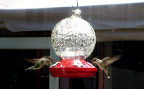 bird hummingbirds at feeder1