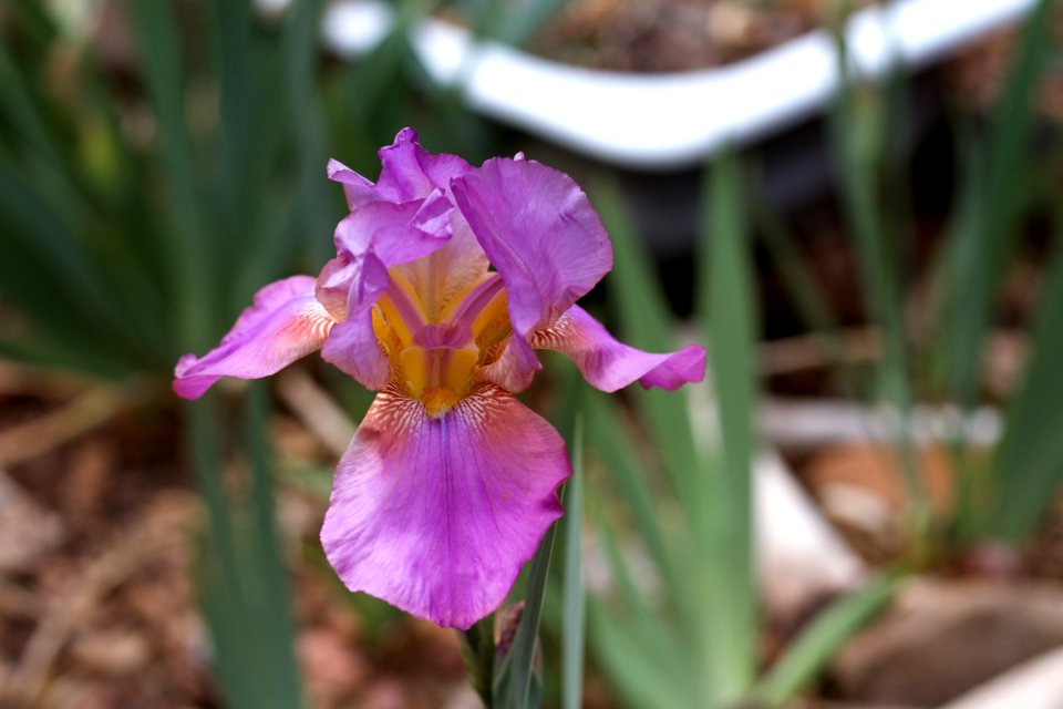 Begin the Iris Explosion