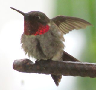 Wet Hummingbird