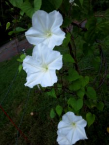 flora moonflower1