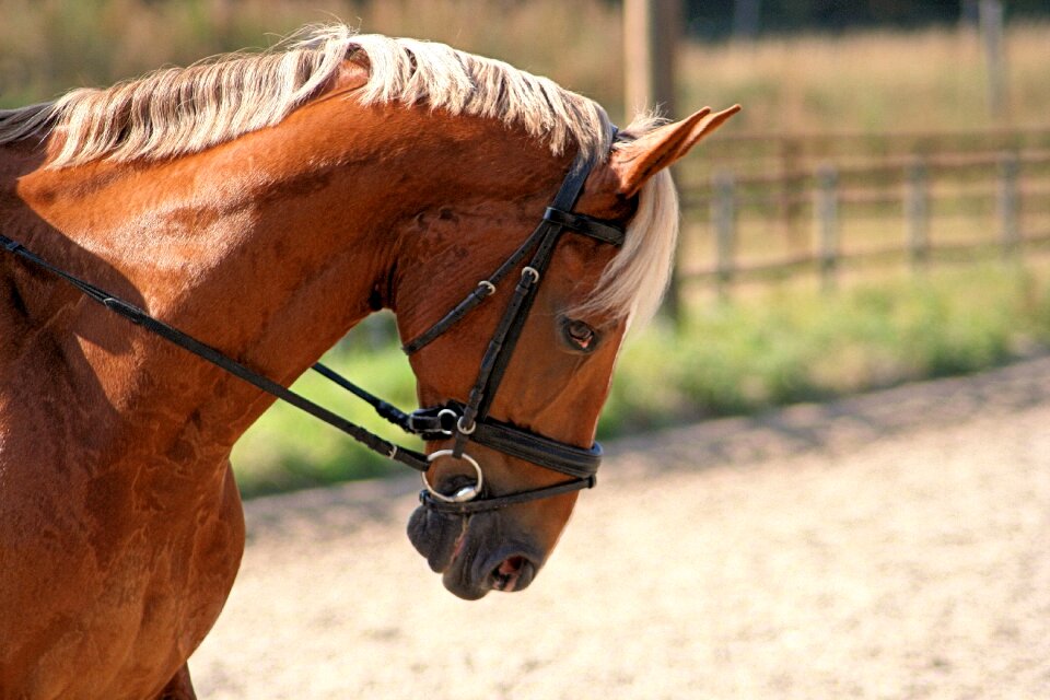 Horse sweet summer