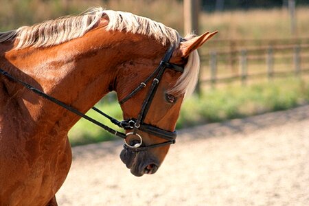 Horse sweet summer