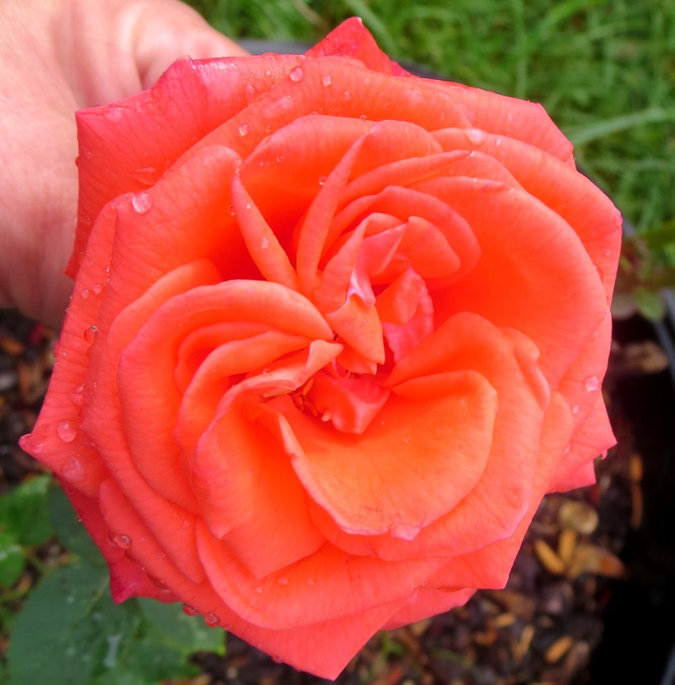 flora coral rose