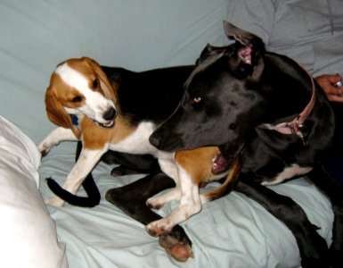 Dog Pile