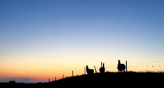 2018/365/218 Llama Sentinels