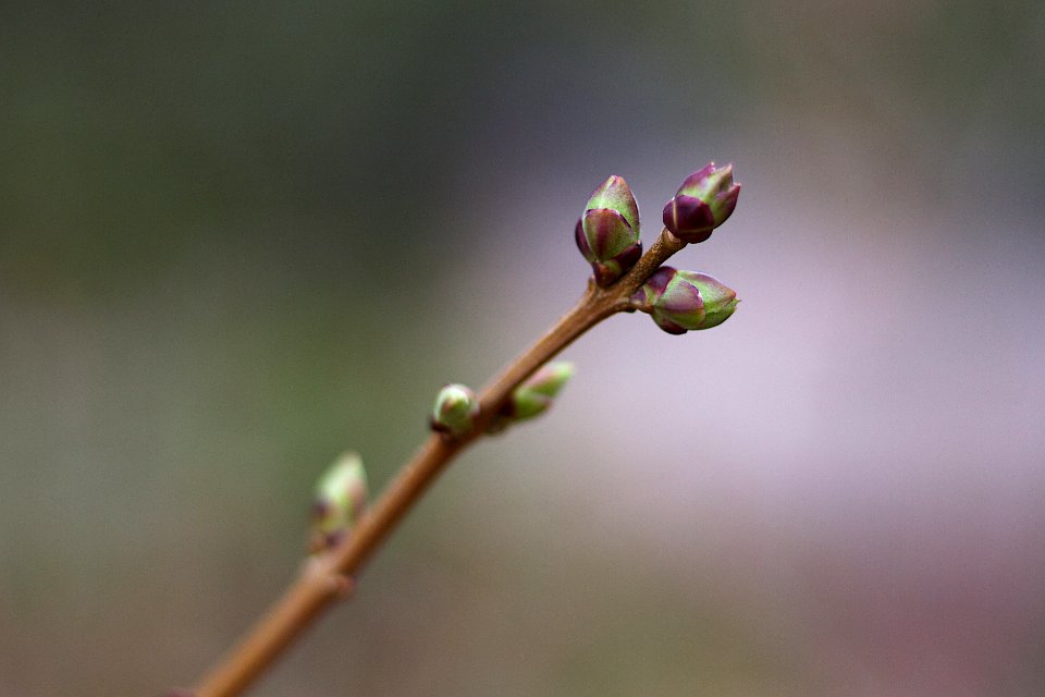 2018/365/81 Lilac Soon