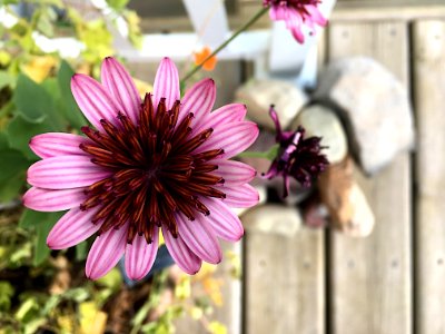 Flower Power For the Hour