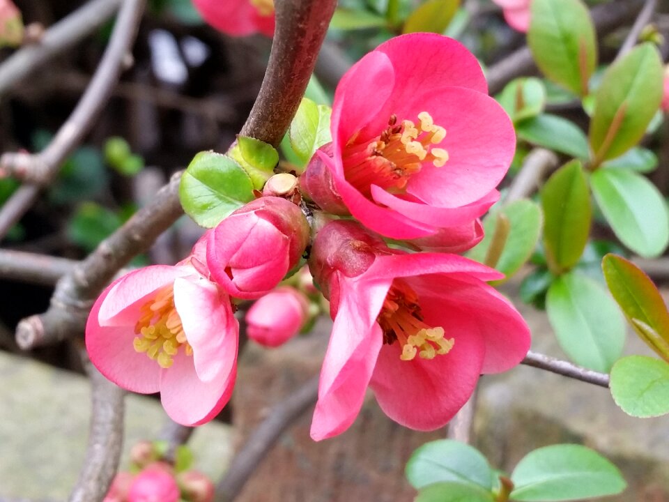 Flower spring bloom