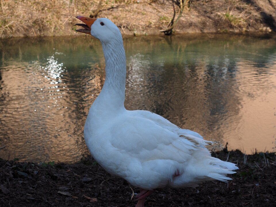 Animal white livestock