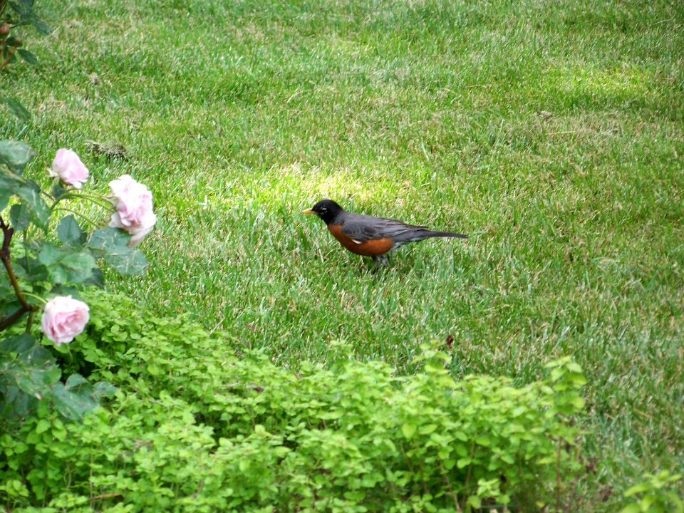 lg robin on lawn photo