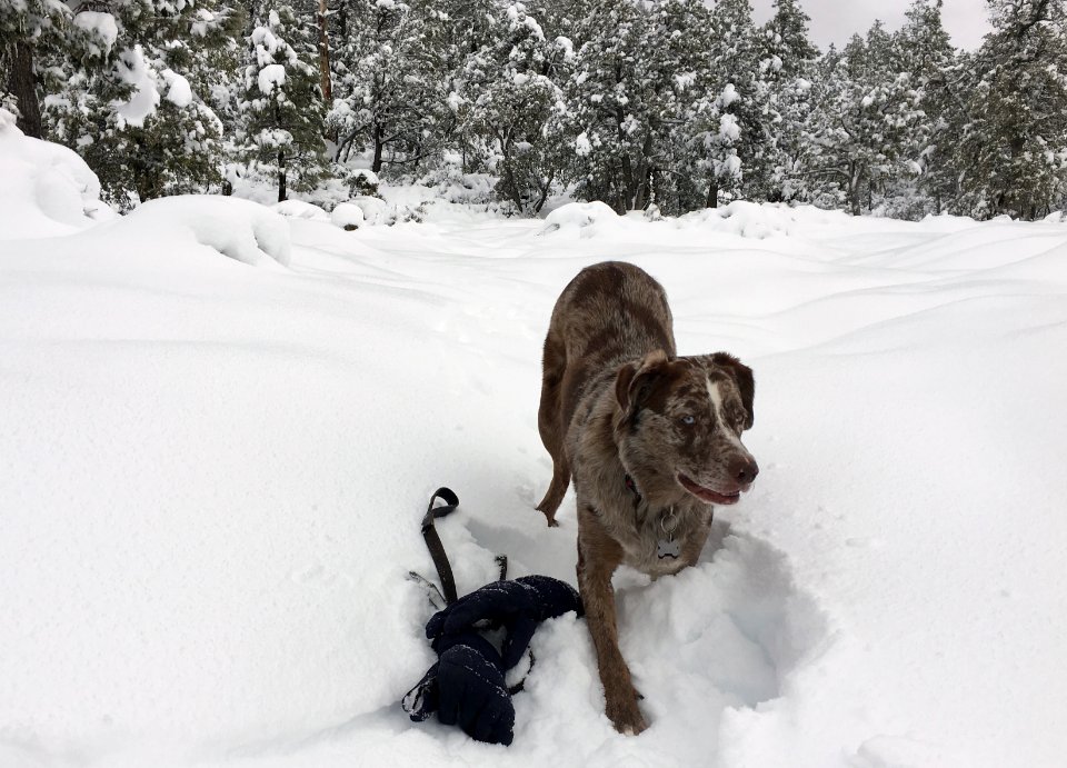 I'm Into this Snow Stuff