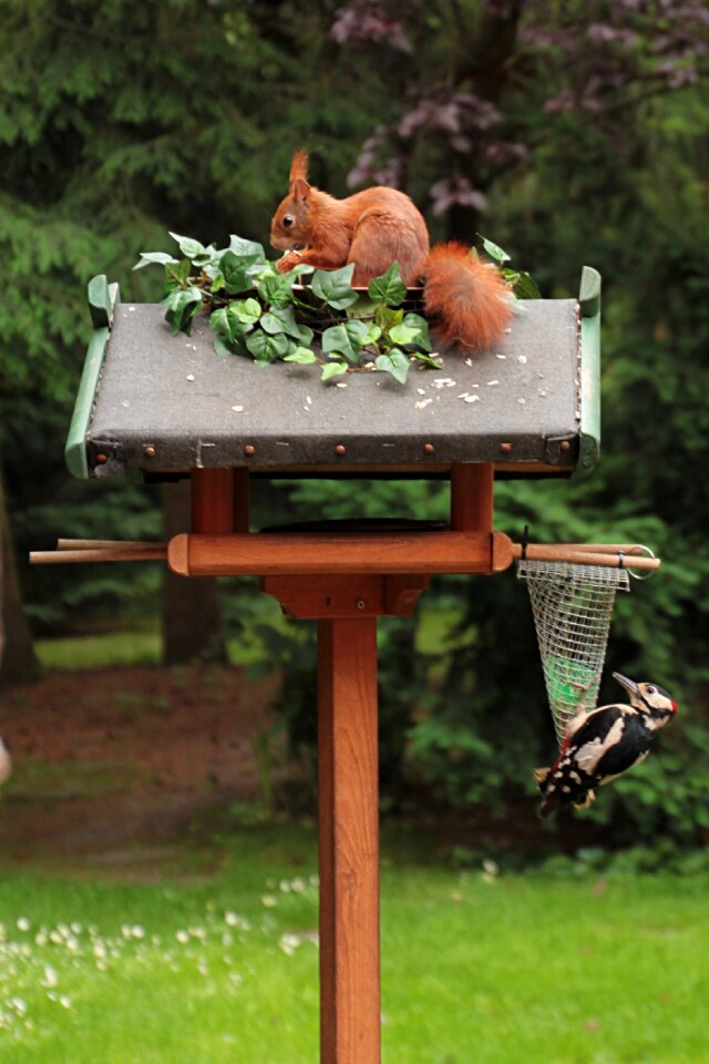 Animals aviary garden