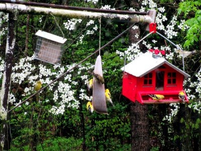 Goldfinch Feeding Frenzy