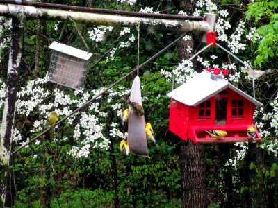 Goldfinch Feeding Frenzy photo