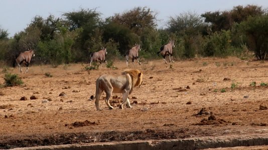 Lion photo