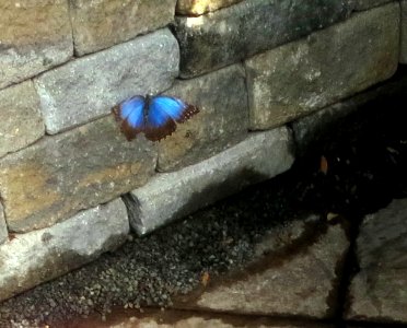 lg b blue morpho2