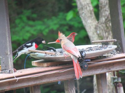 Colorful Reds photo