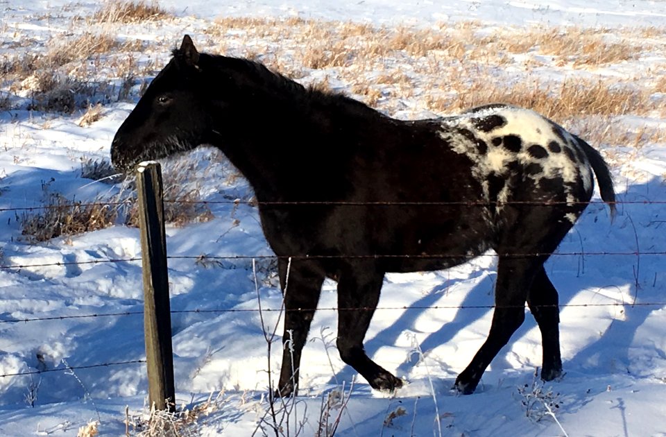 My Little Cold Pony