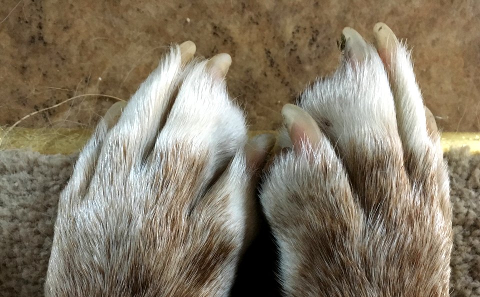 Paw Pair