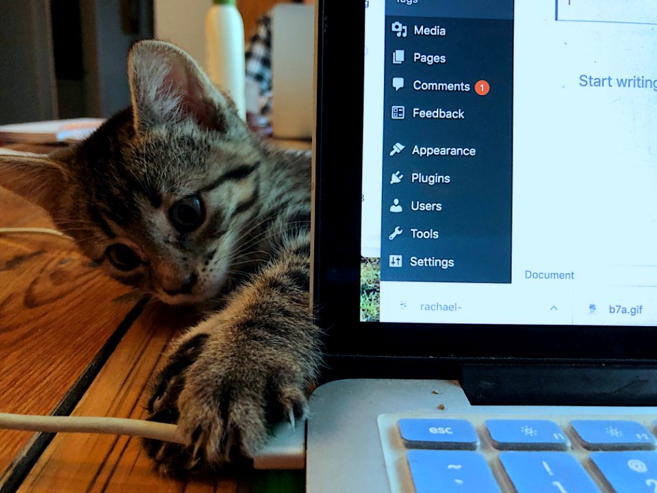 Ollie Wants To Blog