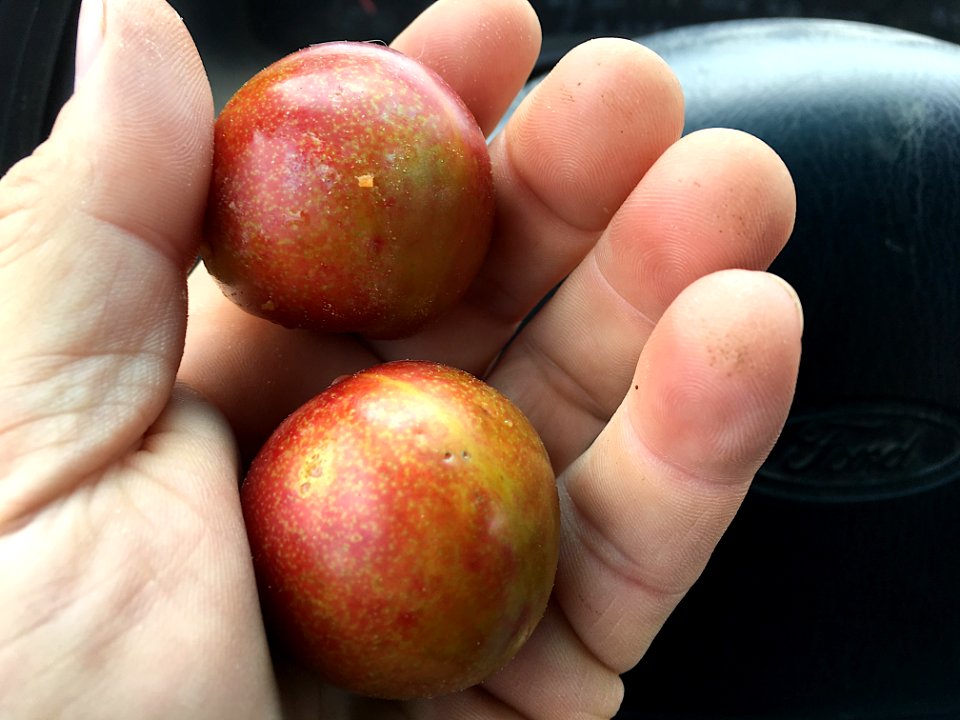The Last of the 2017 Plums