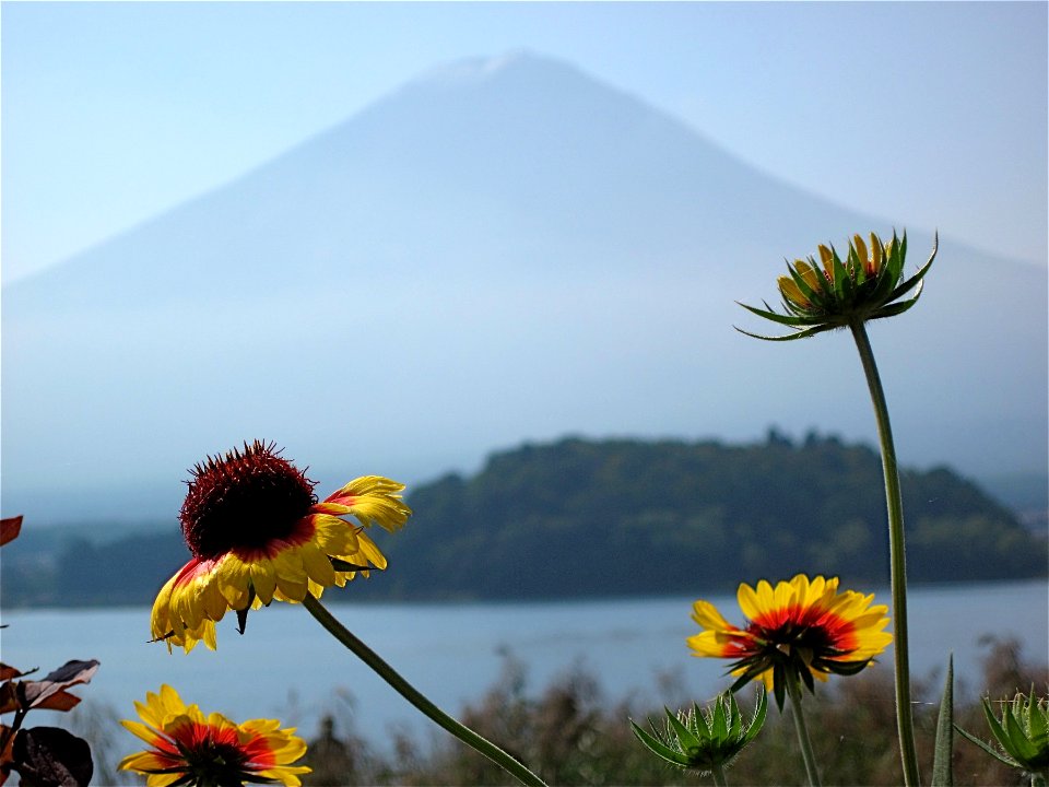 Flowers Growing Under the Volcano