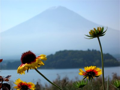 Flowers Growing Under the Volcano photo