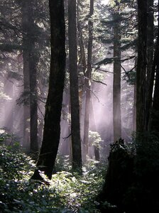 Scenic natural woods