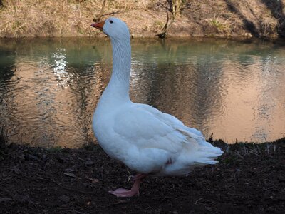 Livestock bird poultry