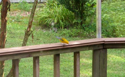 bird female summer tanager photo