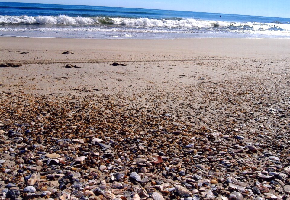 misc shells on beach