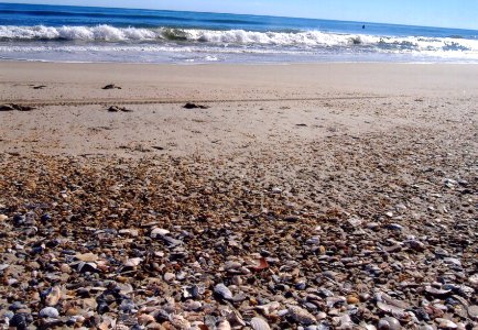misc shells on beach