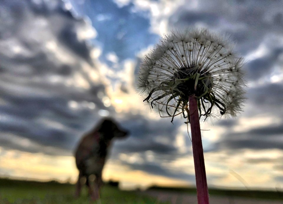 2019/365/243 Warding Off The Giant Creature