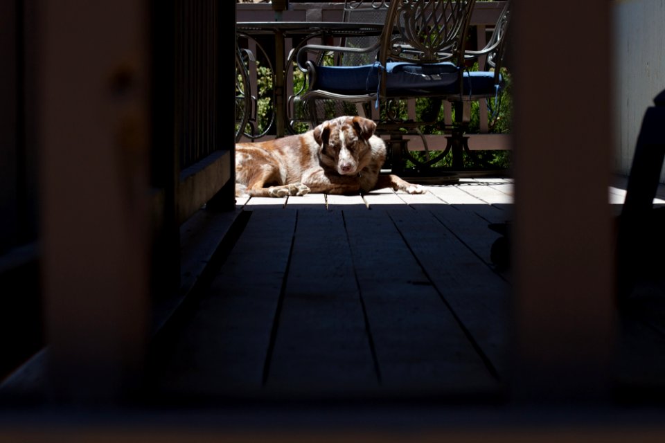 Spying a Sleepy Dog