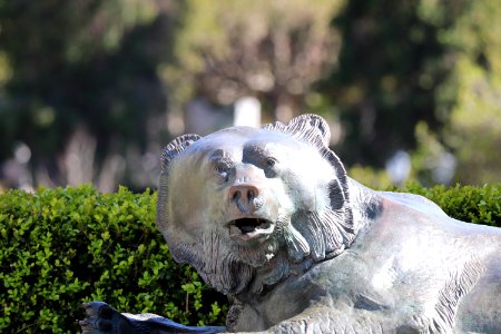 Bear Statues UC Berkeley photo