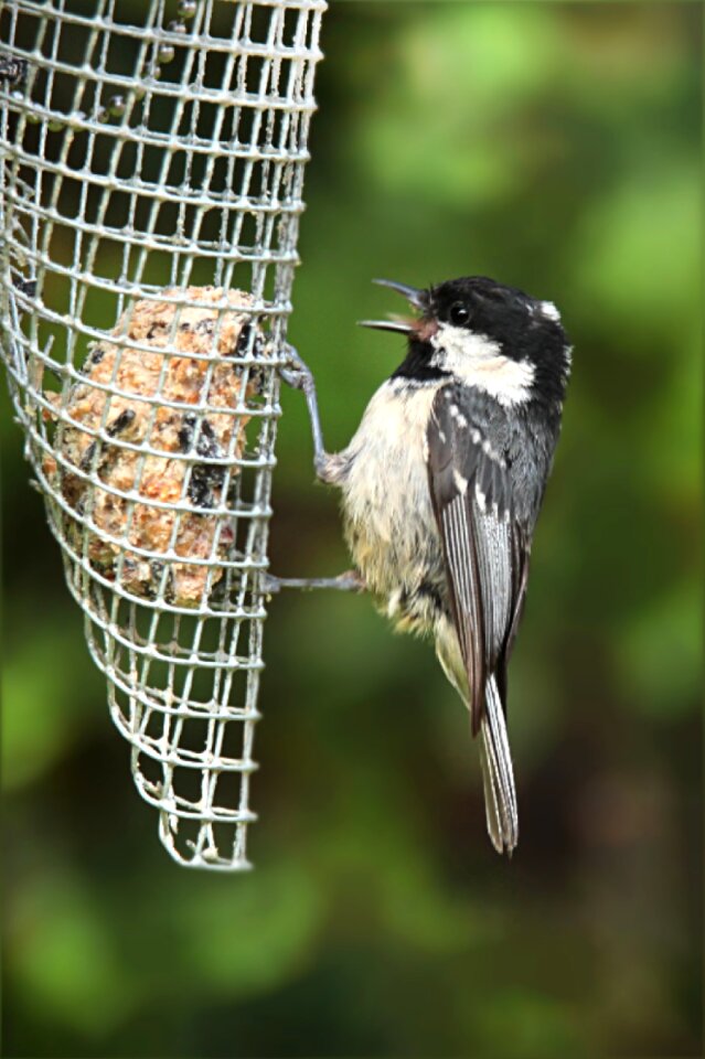 Bird foraging garden