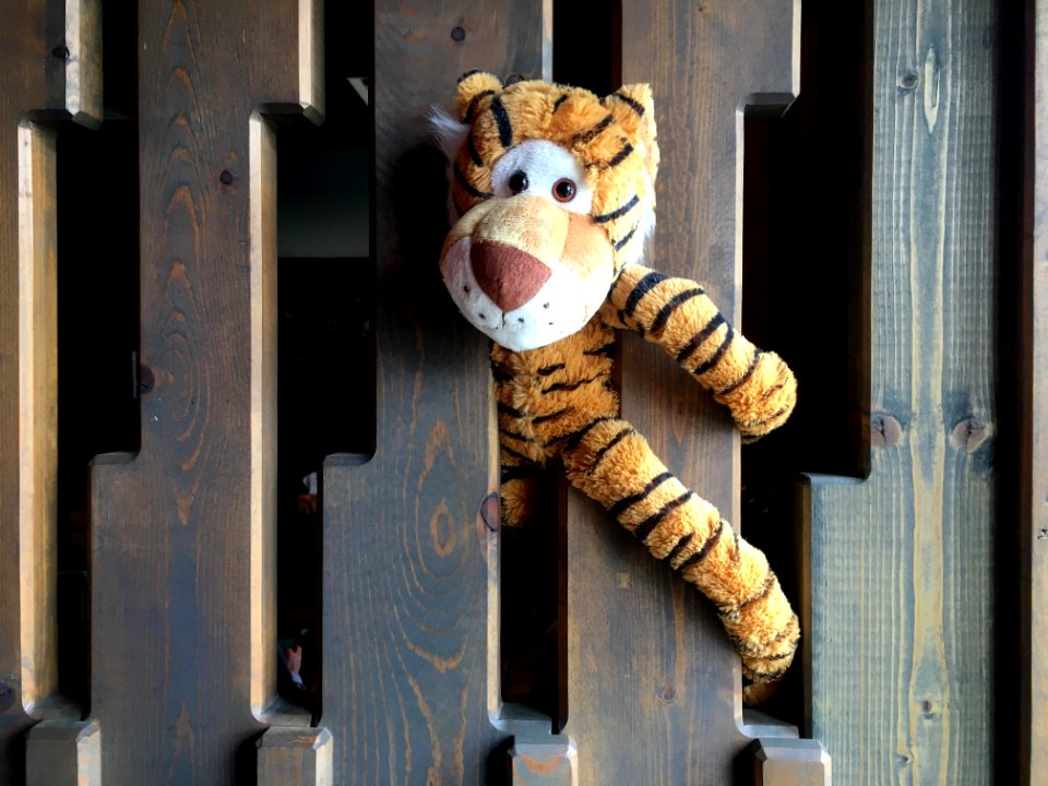2017/365/88 Let The Tiger Out