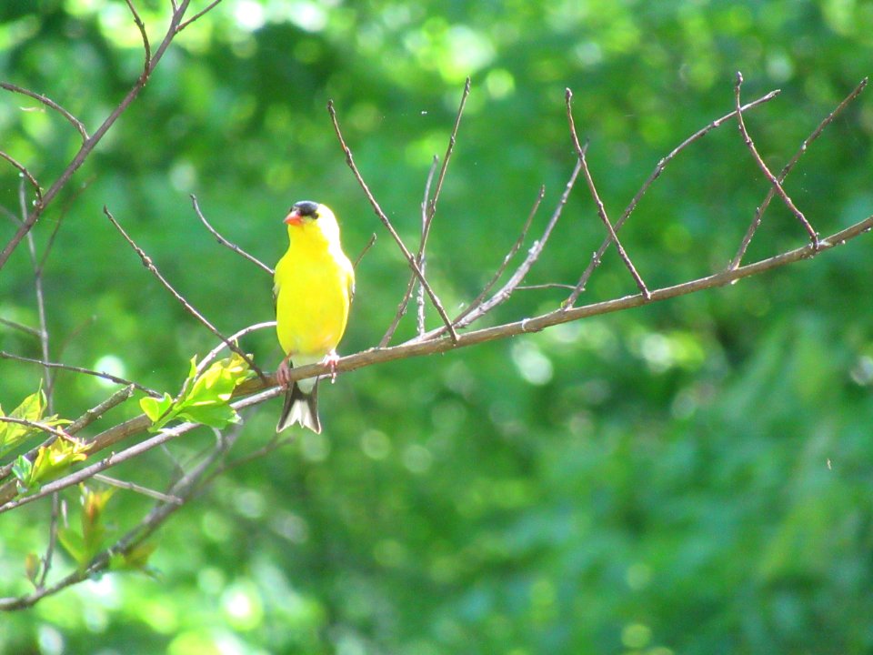 goldfinch in tree