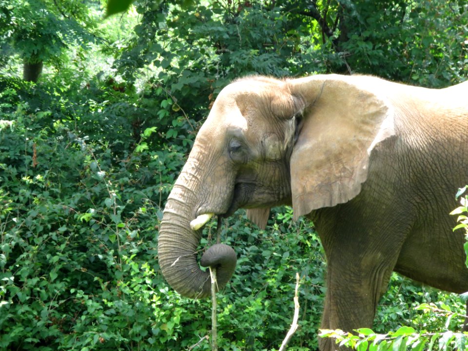 fauna elephant eating