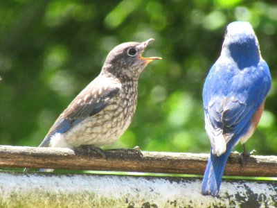 Juvenile Bluebird Calling for Food photo