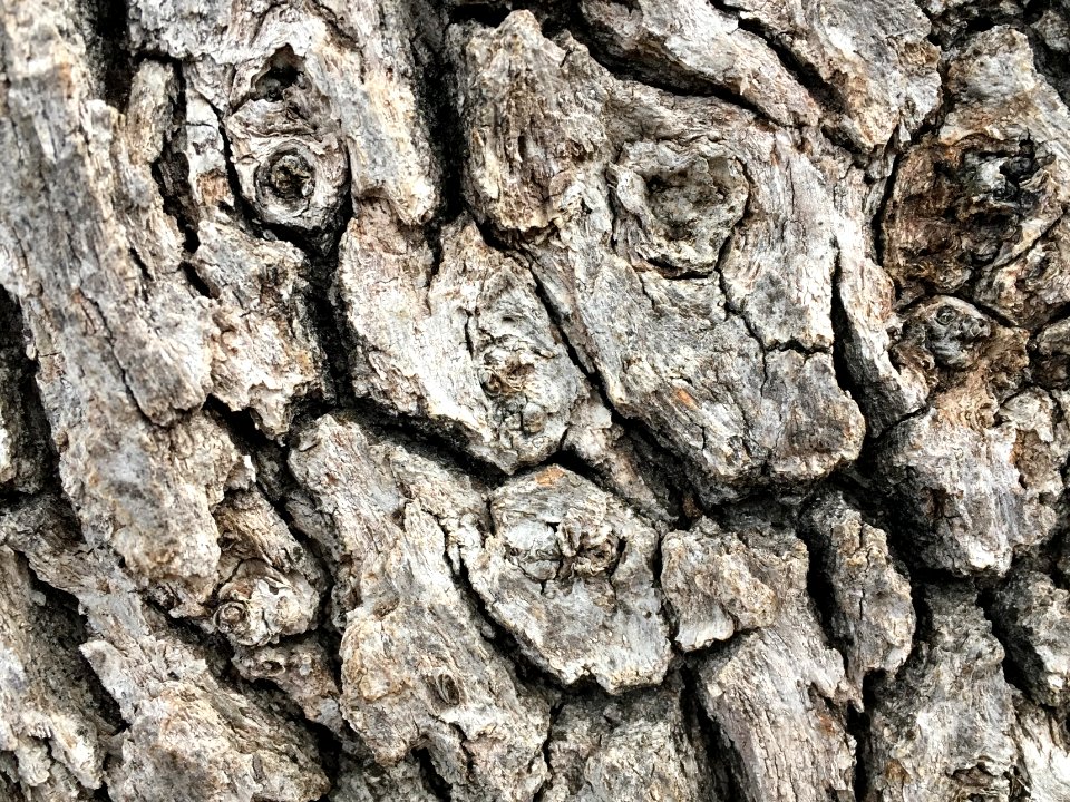 Creepy Face in Tree Bark