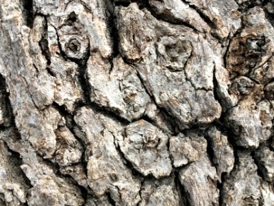 Creepy Face in Tree Bark