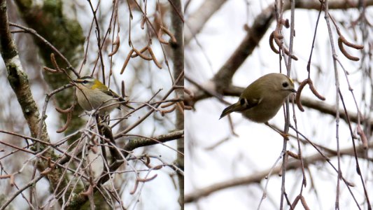 Sommer- und Wintergoldhähnchen photo