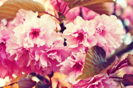 Pink pink flowers tree