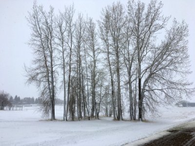 Standing Around Waiting for Spring photo